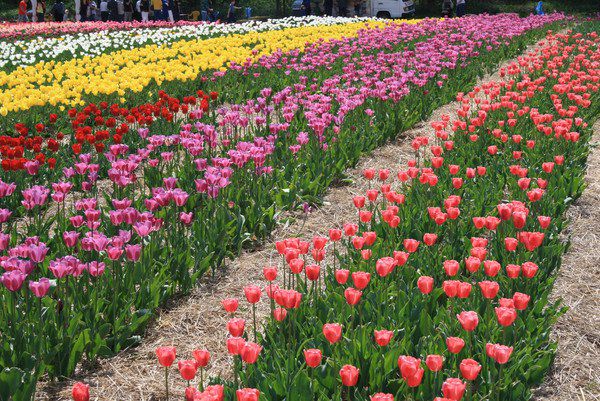 Taehwa River National Garden Spring Flower Festival.jpg