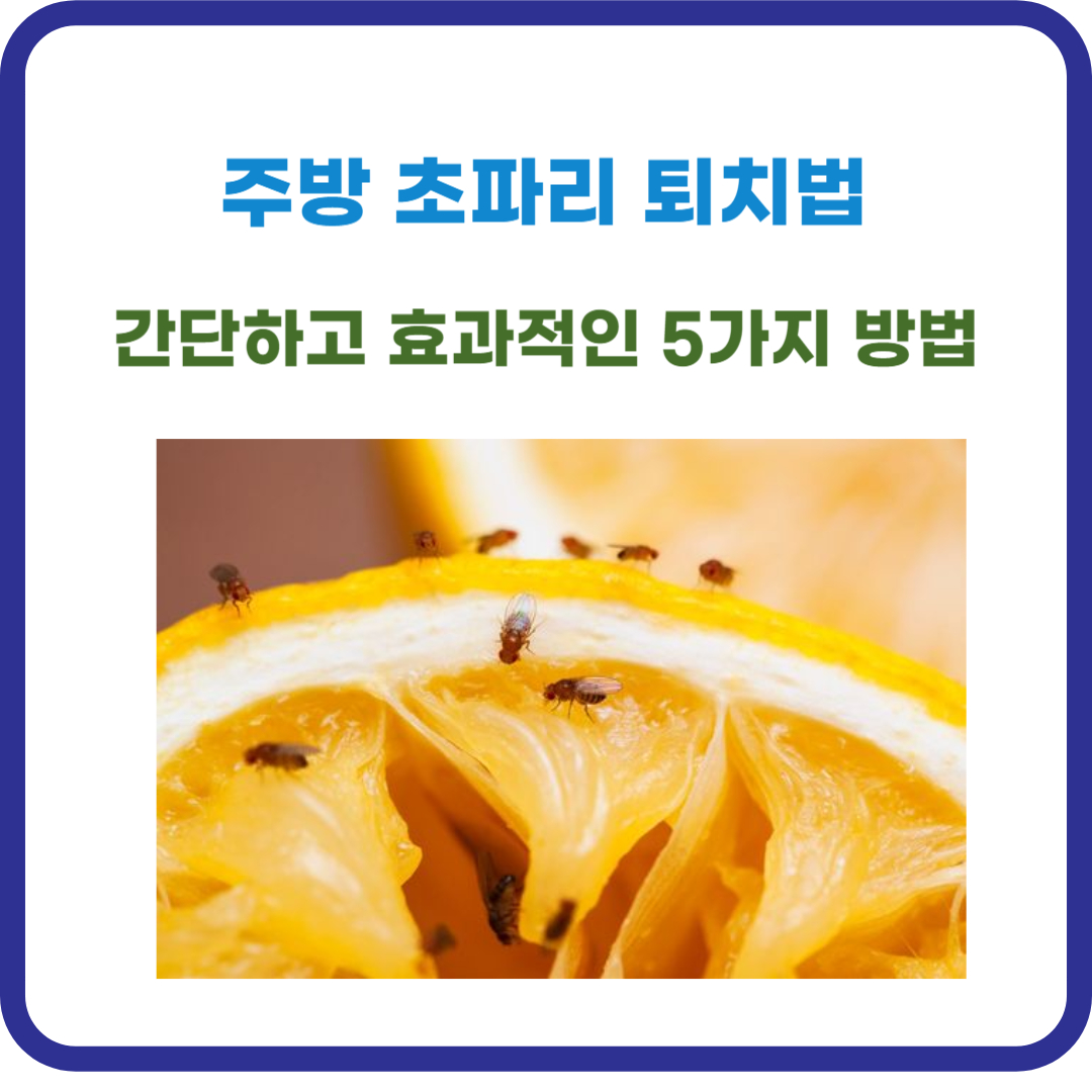 주방 초파리 퇴치법: 간단하고 효과적인 5가지 방법